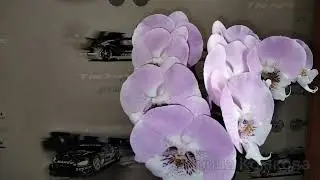 Орхидея Янгхом Принцес Phal. Younghome Princess