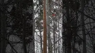 Снегири