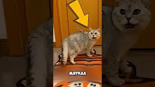 Damn What a Smart and Attentive Cat, Found a Lot of Money 😳 