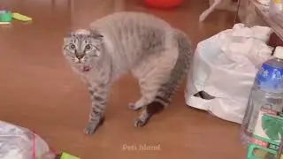 Funniest Dog Reactions of 2022   Pets, Pranks, and More