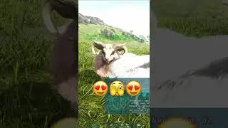 SHORTS / МИЛЫЙ ОВЦЫ🥰 / ARK 2023 