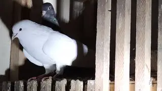 Голуби Армении поющие Pigeons