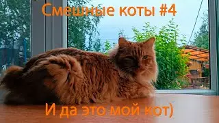 Смешные коты | #4 + БОНУС