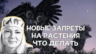 НОВЫЕ ЗАПРЕТЫ. ЧТО ДЕЛАТЬ? #новости #мята #шалфей #запрет #народнаямедицина #katuna_healer #что