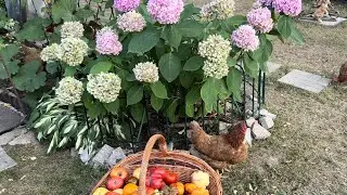 Семена томатов к новому посевному сезону