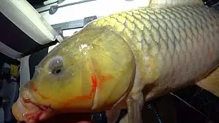 ДЕНЬ И НОЧЬ НА ДОНКИ КРОКОДИЛ! 🔥РЫБАЛКА НА САЗАНА С НОЧËВКОЙ
