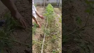 High Yield Tomato Farming No Water Three Days Before Put Down 