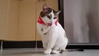 Video Of Funny Cat | Creative Commons Video