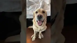 Лохматый будильник😁