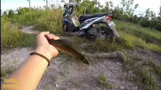 MANCING IKAN GABUS ‼ NYAMBARNYA WAKTU HARI MULAI GELAP