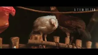 FRIENDSHIP is not only for HUMAN | CINEMATIC | A FILM BY EBM