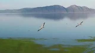 Полёт журавля-красавки в Хакасии