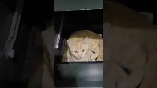 Gato esperto