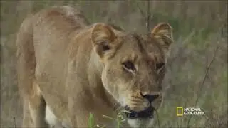 Leopard Kills Lion.