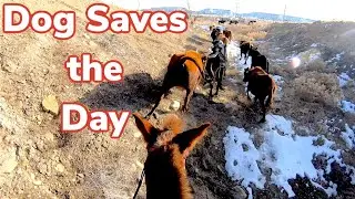 Gopro Mule Herding Cows in Rough Country