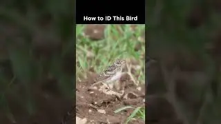 Can you identify this young bird?