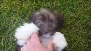 Graham the Chocolate Havanese Puppy