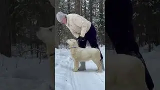 Алабай щенок 3,5 месяца #таежныйталисман #алабай #щенкиалабая #питомникалабаев #алабаи #красноярск