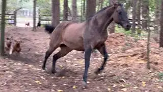 Horse Sven tearing around the forest with his dog friends.