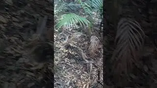 🌟 Quoll Release Update! 🌟