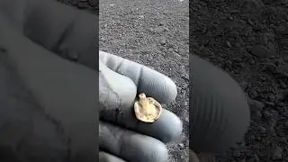 Находка Джек Пот.Ауреус 