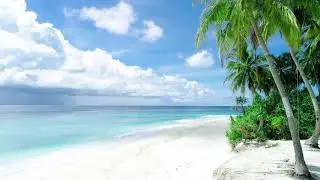 free stock footages | white sand beach and palm trees