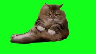 green screen cute fat cat massaging