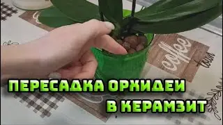 ПОСАДИЛА В КЕРАМЗИТ ОРХИДЕЮ БИГ ЛИП ОСЕННИЙ ВЕТЕР |ОРХИДЕИ 162 |