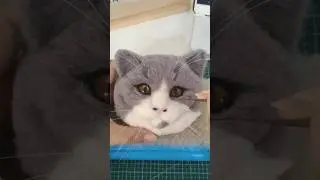 The cat that can never be replaced in the owner's heart 