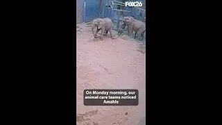 WATCH: 2nd elephant born in 10 days at Fresno Chaffee Zoo