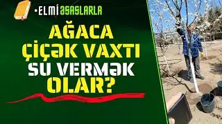 🌸 çiçək vaxtı agaca su vermək olar? / Ağaca çiçək vaxtı su vermək olar? #elmiəsaslarla