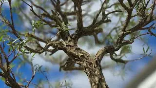 Bottle brush Bonsai gets a much needed trim