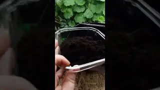 Классный, живой грунт.