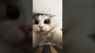Funny cats 😂 episode 18 #shorts