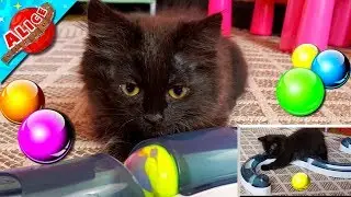 The little kitten grew up, but loves new toys, and Alice shows her toys :) Greetings!