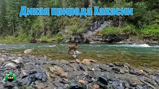 Дикая природа Хакасии