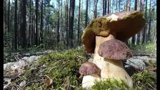 Грибы 2020 Просто СУПЕР!!! Идеально грибной день и прогулка с Норой.