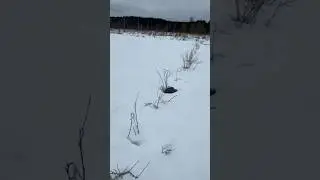 Кизильник в Карелии 🌱 #кпрелия #кизильник #аннажаки #дача #макжак
