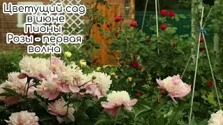 Цветущий сад в июне. Цветут пионы и розы - начало первой волны цветения