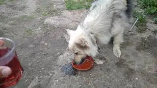 Собака пьет компот