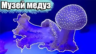 Музей медуз. Muzey Meduz. Куда пойти с ребенком в Киеве