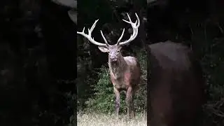 #Deer #soundsanimals #shorts #short
