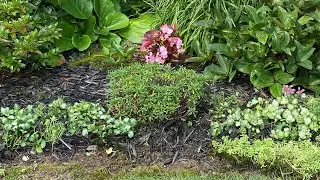 Maintain & Improve A Lamium Patch (4K) - August 6, 2024