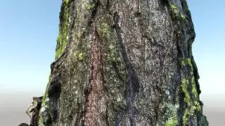3D Scan - Tree trunk