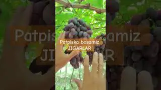 F1 UZUM KOʻCHATLARI KUZ MAVSUMIGA TAYOR HOLATDA ZAKAS BERISH UCHUN+998770086100 #shots