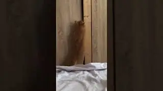 Утренний террорист 🙈😂😹 #котовлог #catlover #funnycats