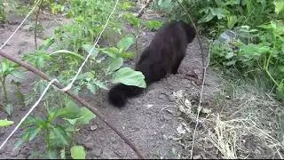 Влог. Огород через 2 недели.