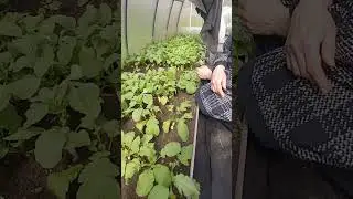 Белый редис удивил!