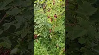 ПОСЛЕ ЛИВНЯ в предместье