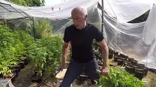 The Craft Grower. Tearing Down The Outdoor Grow.